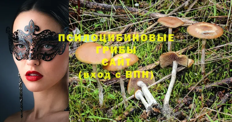 Галлюциногенные грибы Magic Shrooms  продажа наркотиков  omg ссылки  Бабаево 